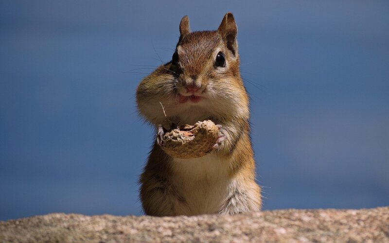 Chipmunk Eating Peanut — Brown, Calm, Afternoon