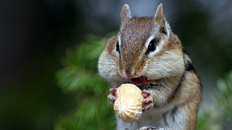 Chipmunk Eating Peanut — Brown, Calm, Photograph, Tree Branch