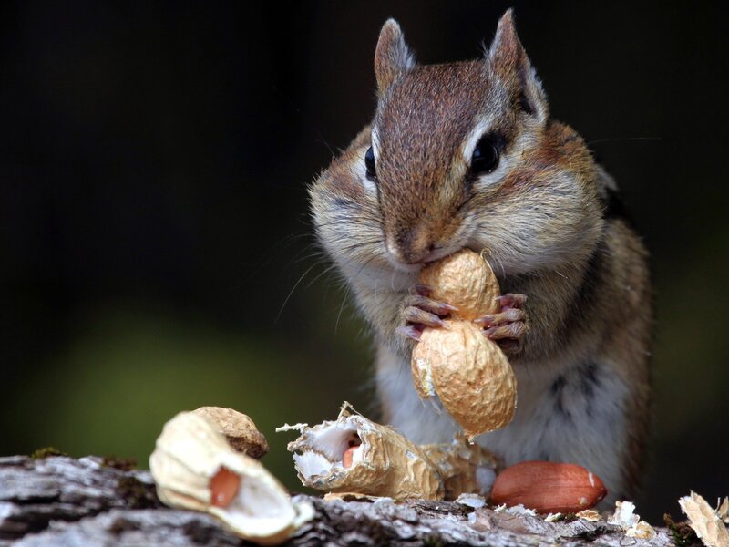 Chipmunk Eating Peanut — Brown, Natural, Afternoon