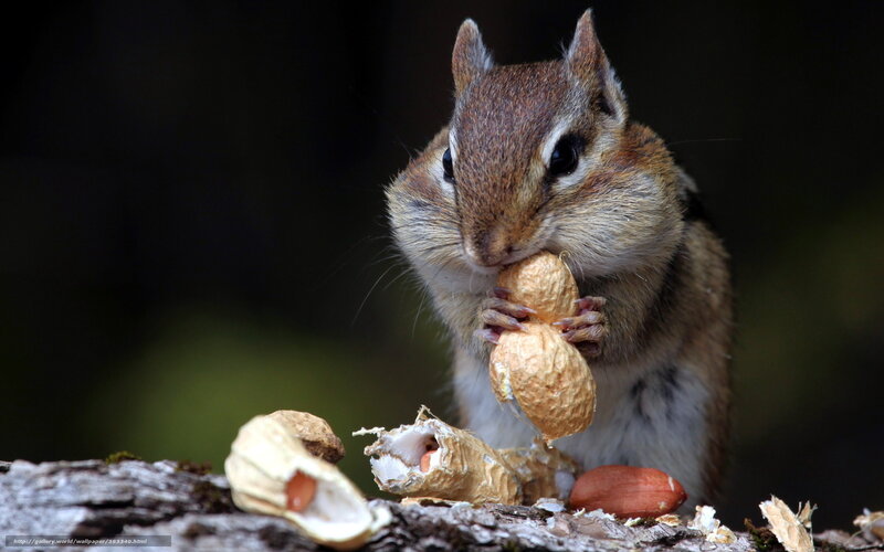 Chipmunk Eating Peanut — Brown, Natural, Photograph