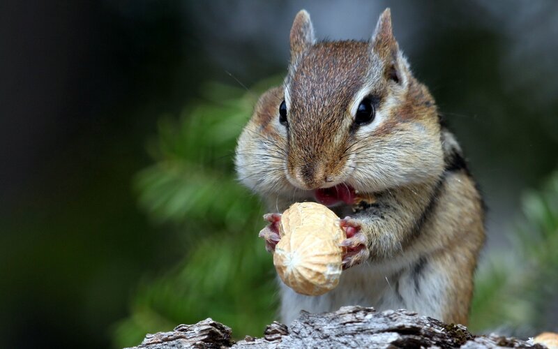 Chipmunk Eating Peanut — Brown, Natural, Photograph, Tree Branch