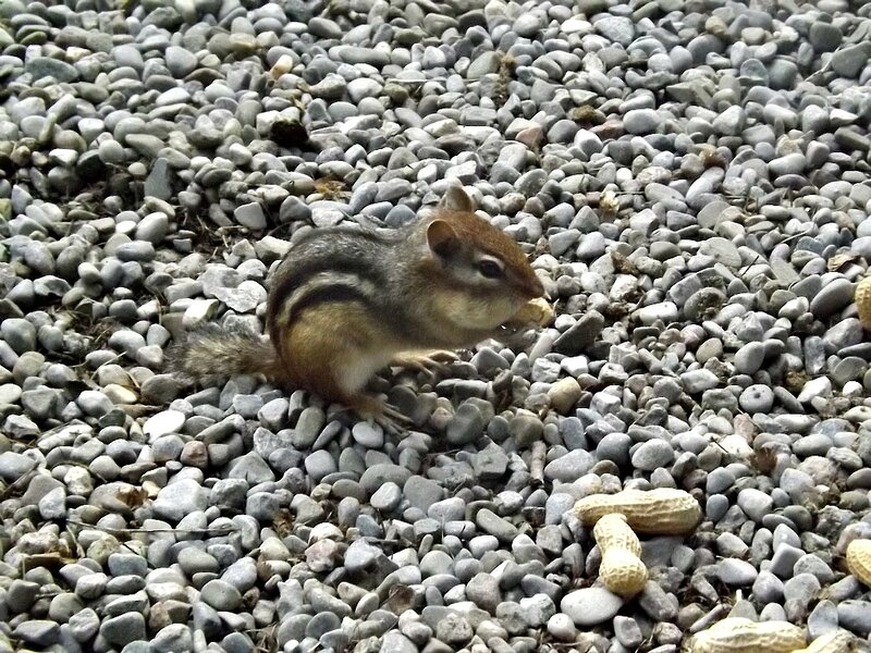 Chipmunk Eating Peanut — Gray
