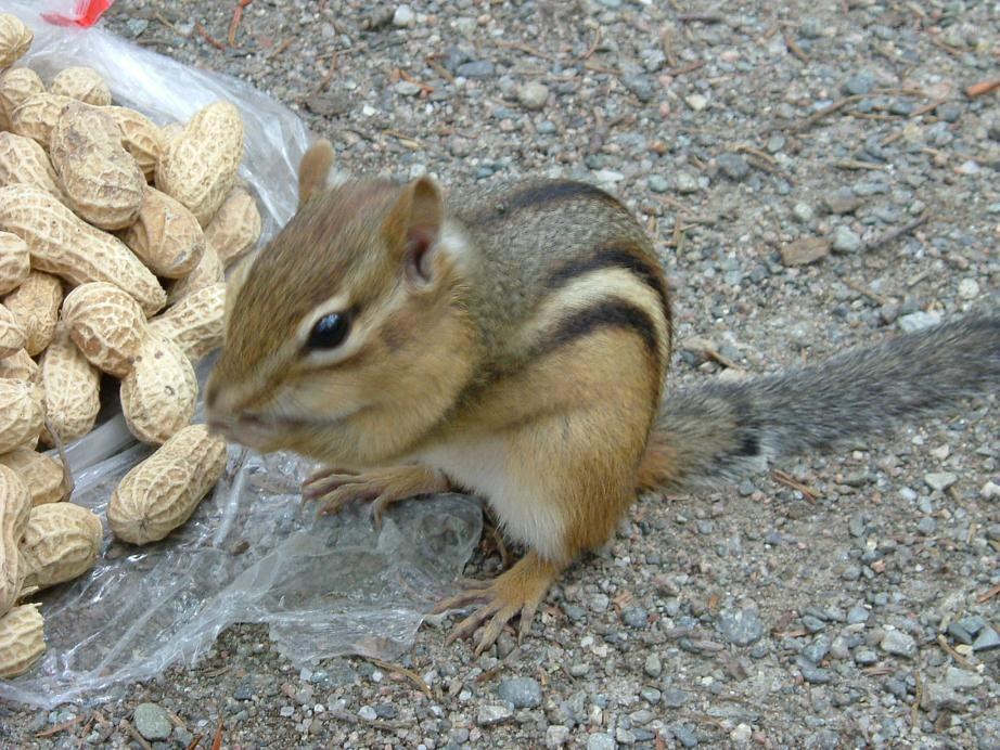 Chipmunk eating peanuts
