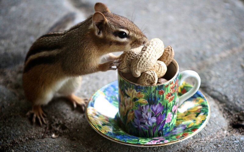 Chipmunk Eating Peanuts — Green, Calm, Photograph