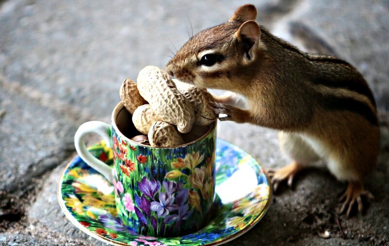 Chipmunk Eating Peanuts — Green, Curious