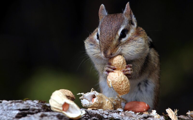 Chipmunk eating peanuts