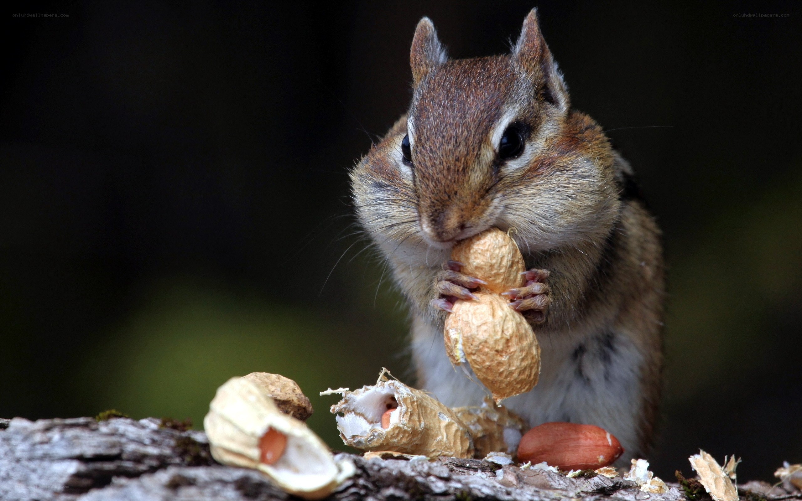 Chipmunk eating peanuts