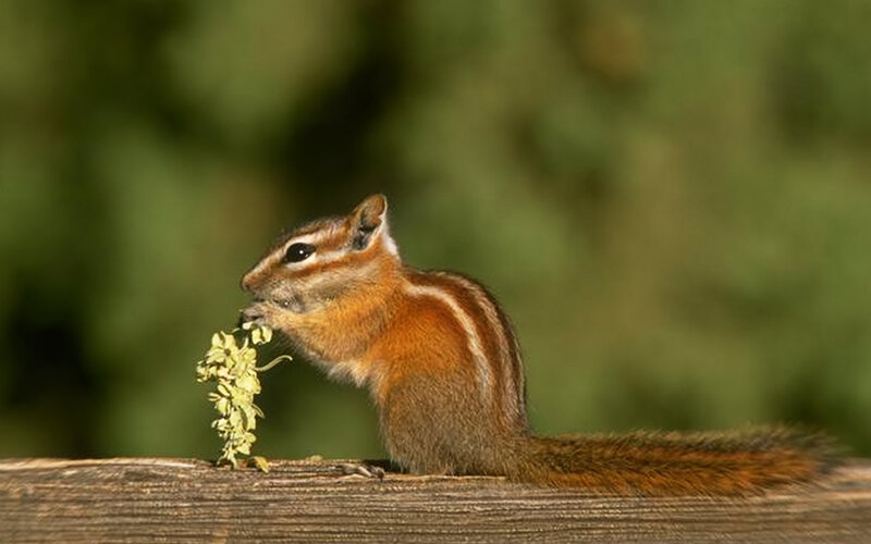 Chipmunk Eating Plant — Brown
