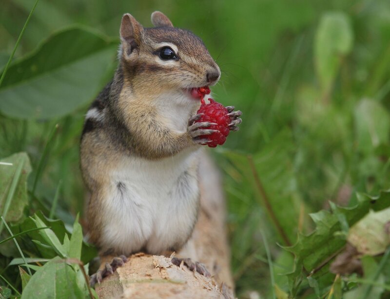 Chipmunk Eating Raspberry — Green