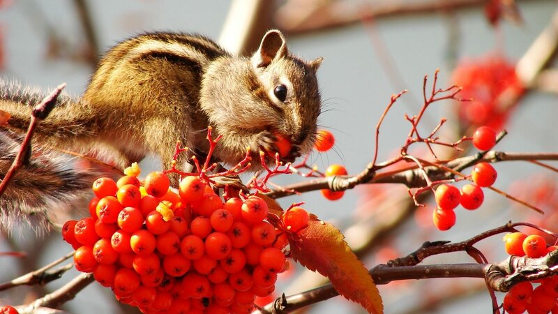 Chipmunk eating red berries