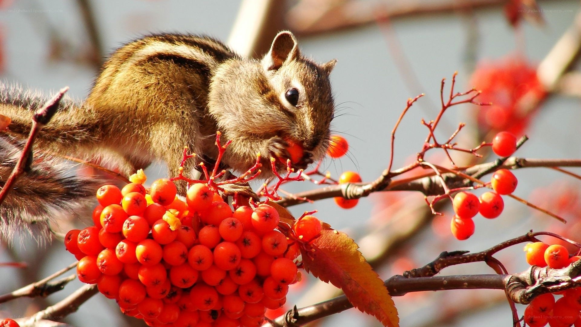 Chipmunk eating red berries