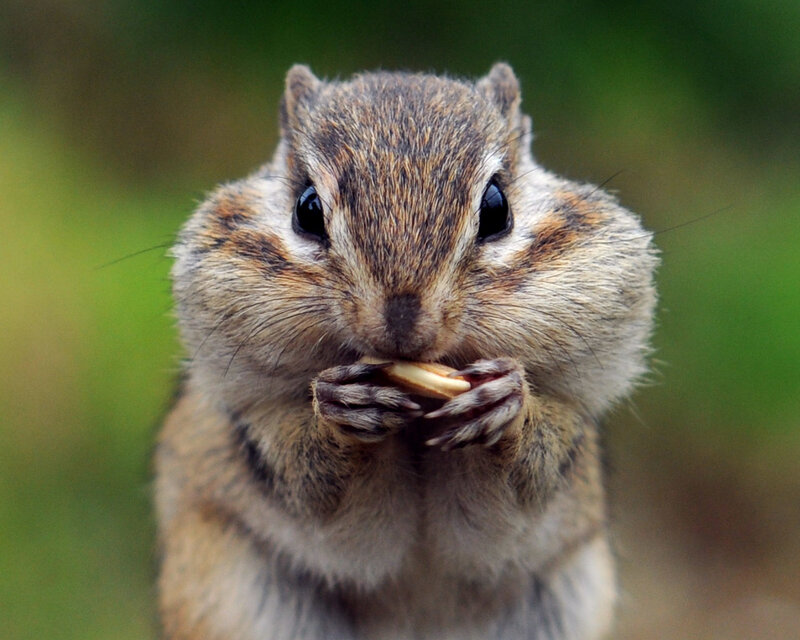 Chipmunk Eating Seed — Brown