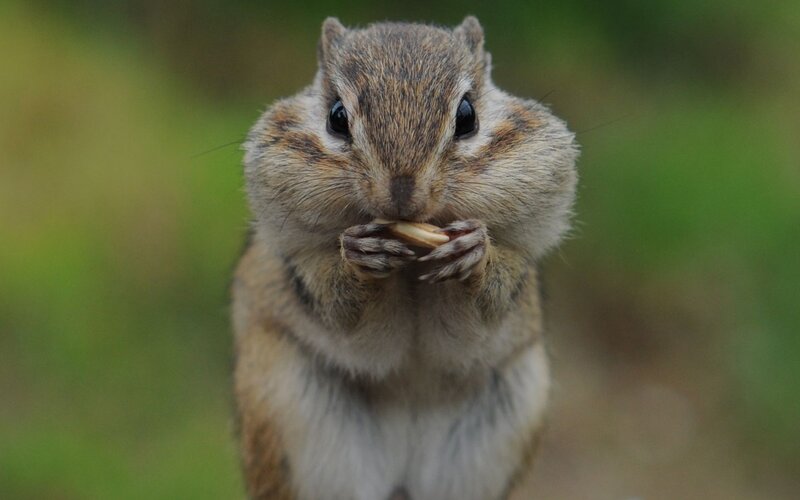 Chipmunk Eating Seed