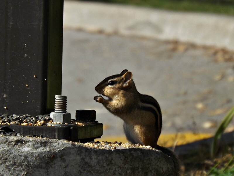 Chipmunk Eating Seeds — Brown, Calm, Afternoon