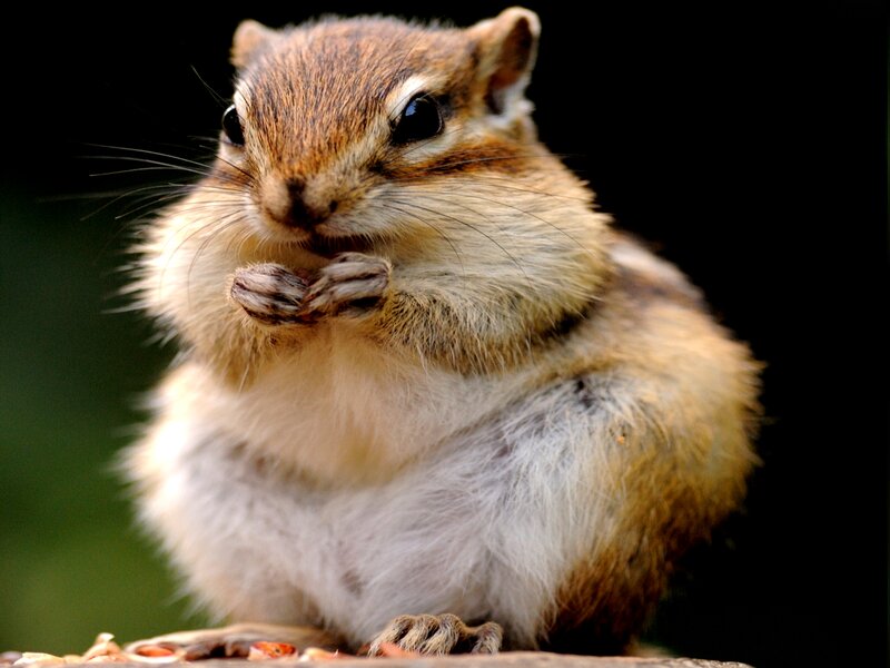 Chipmunk Eating Seeds — Brown, Calm, Photograph