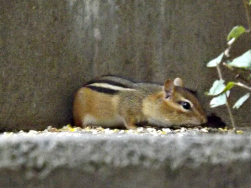 Chipmunk Eating Seeds — Brown, Calm
