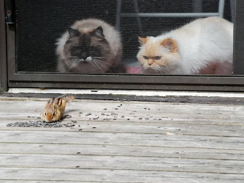 Chipmunk Eating Seeds — Brown, Curious