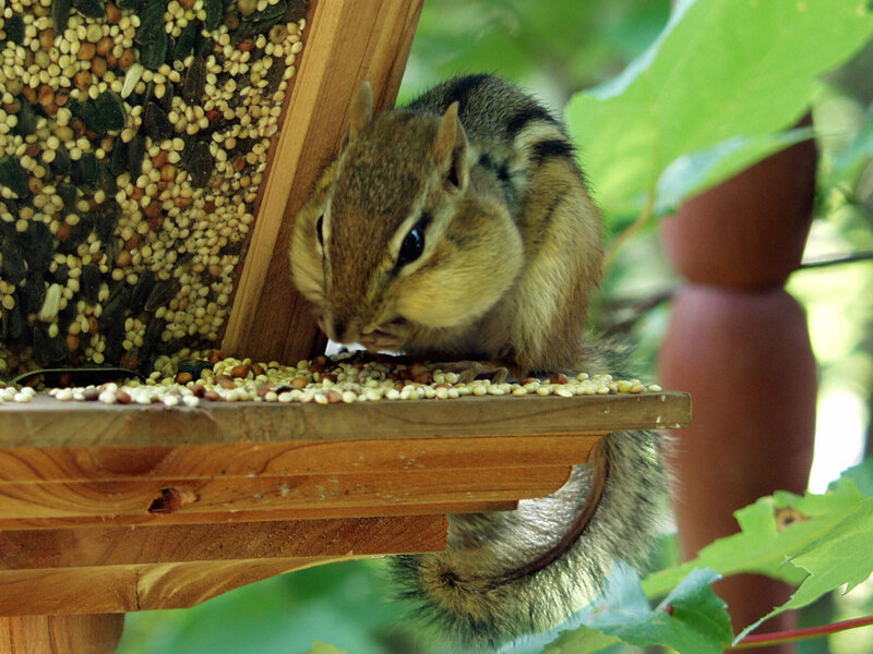 Chipmunk Eating Seeds — Brown