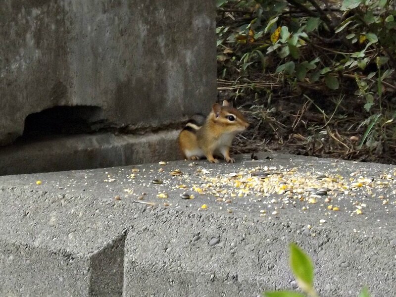 Chipmunk Eating Seeds — Gray