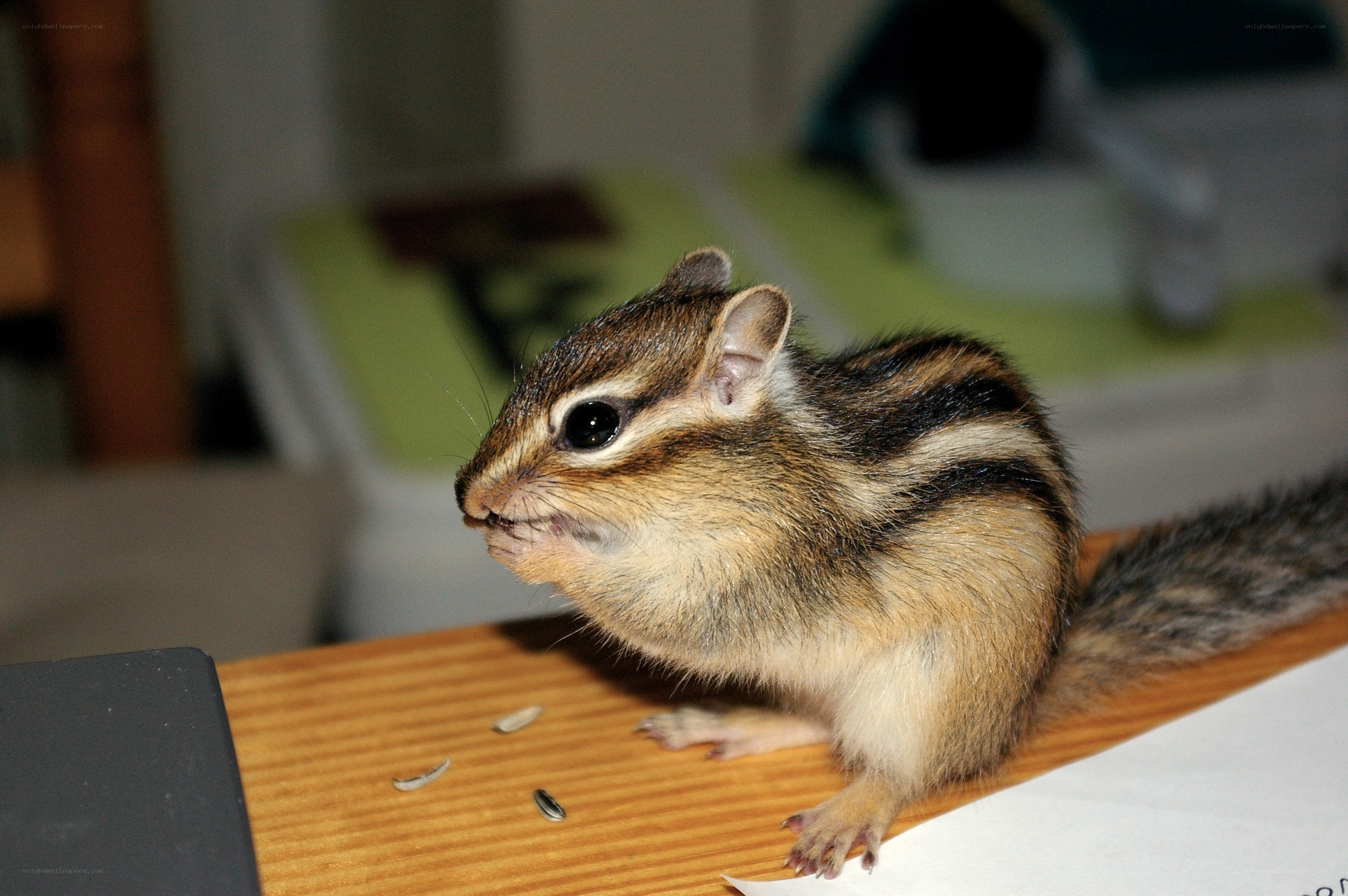 chipmunk eating seeds
