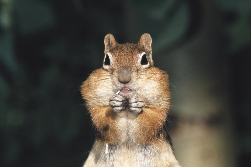 Chipmunk Eating