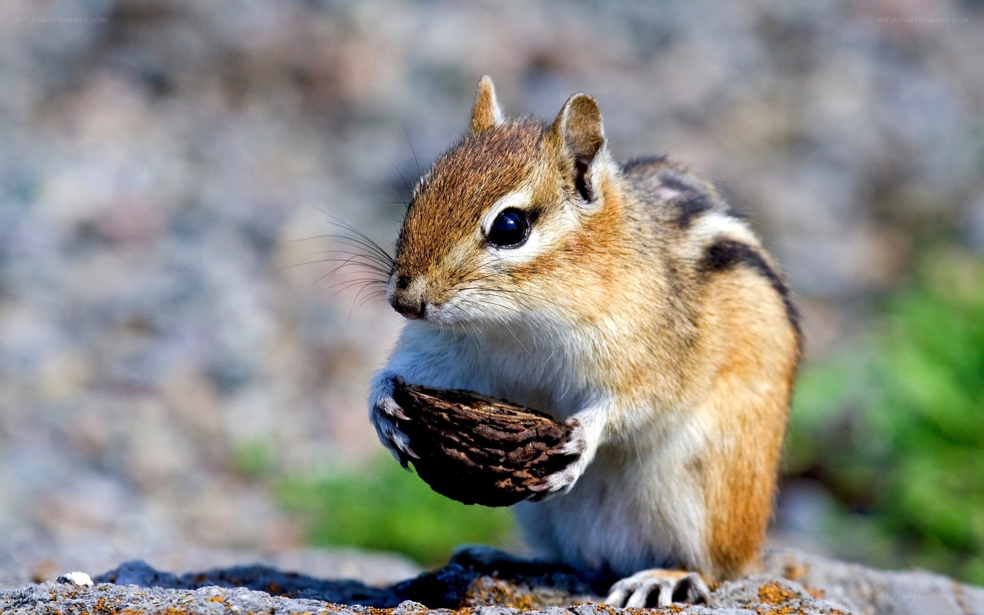 Chipmunk holding a nut