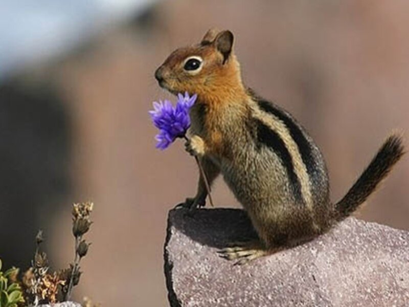 Chipmunk holding a purple flower