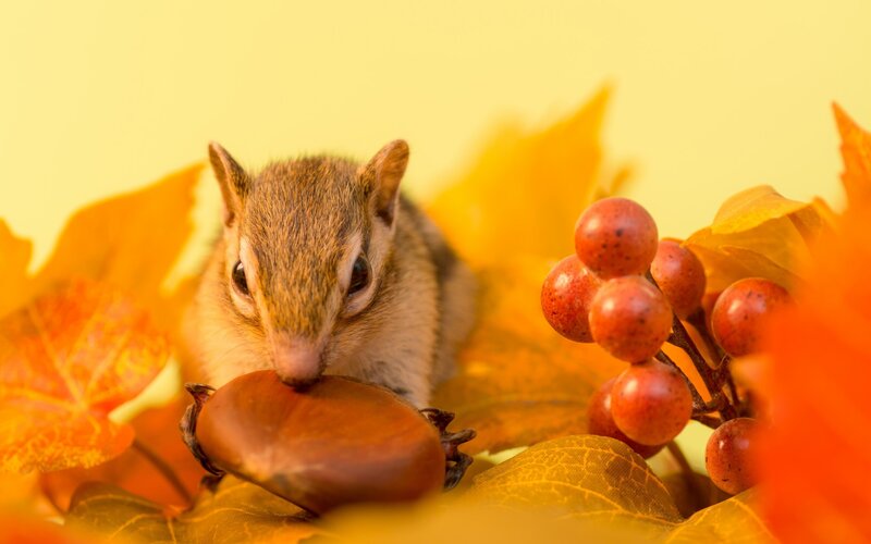 Chipmunk Holding Acorn