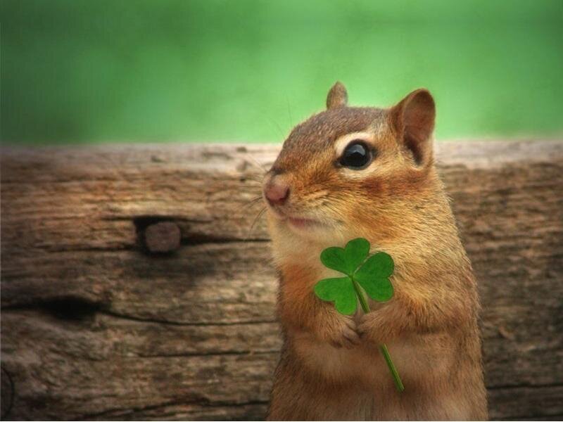 Chipmunk Holding Clover