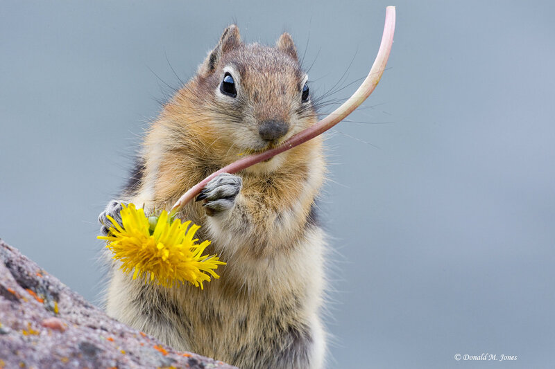 Chipmunk Holding Dandelion