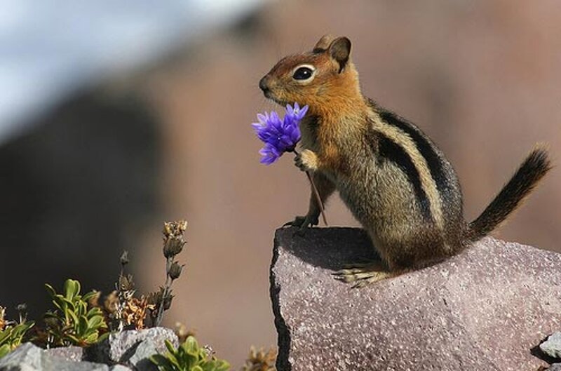 Chipmunk Holding Flower — Brown, Calm
