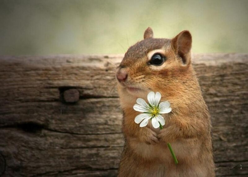 Chipmunk Holding Flower — Brown