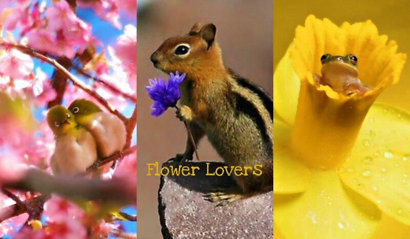 Chipmunk Holding Flower — Pink