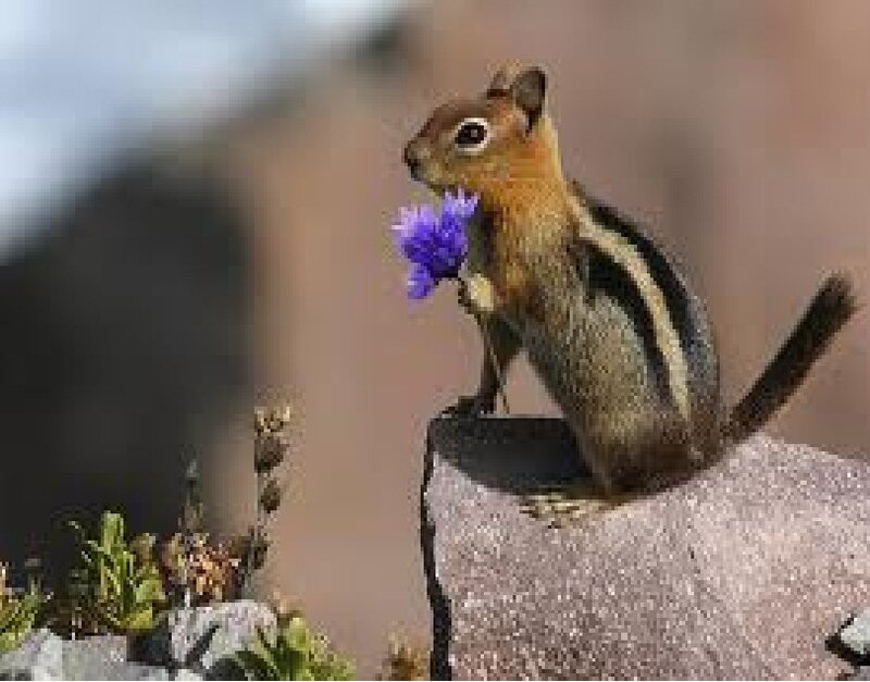 Chipmunk Holding Flower