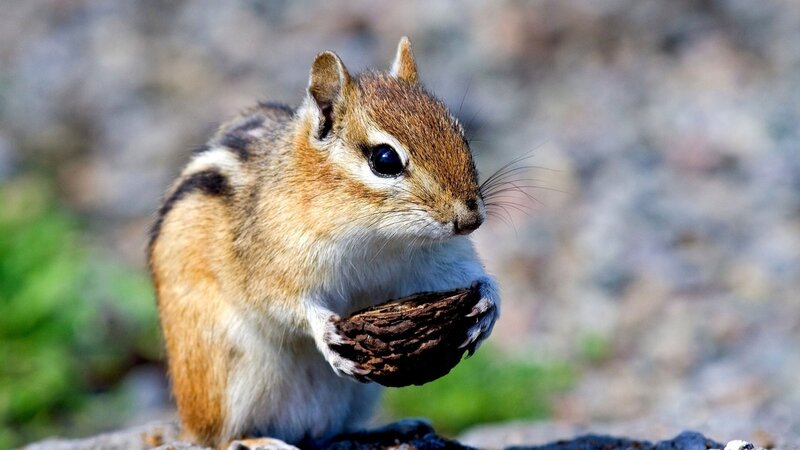 Chipmunk Holding Nut — Brown, Calm, Afternoon, Photograph
