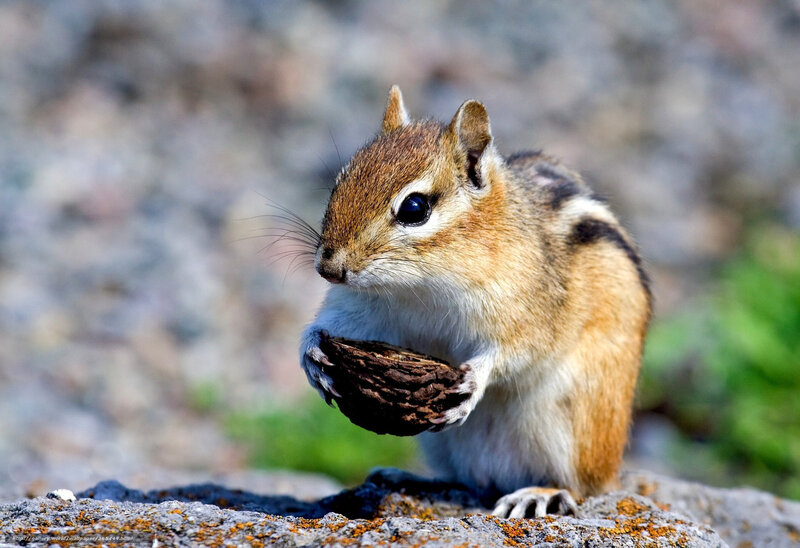 Chipmunk Holding Nut — Brown, Calm, Afternoon