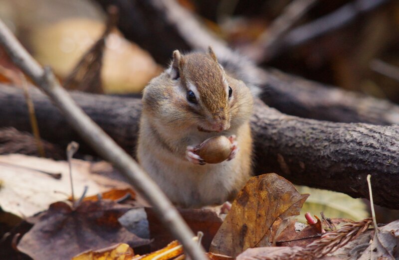 Chipmunk Holding Nut — Brown, Calm, Autumn