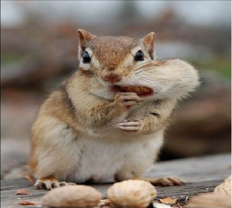 Chipmunk Holding Nut — Brown