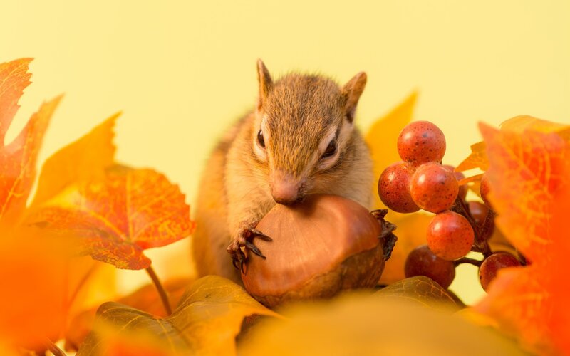Chipmunk Holding Nut — Orange