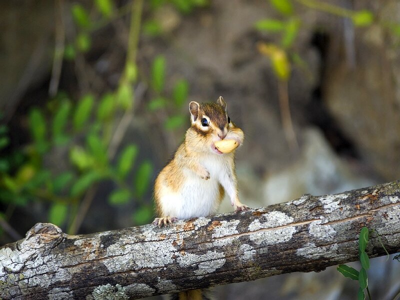 Chipmunk Holding Nut