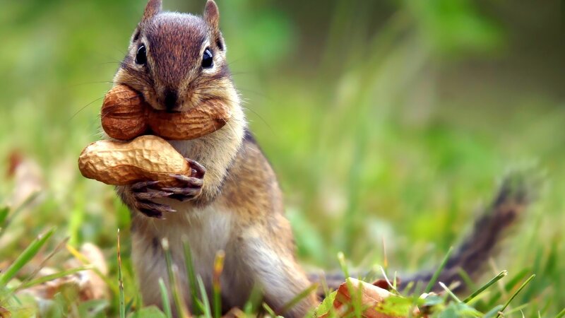 Chipmunk Holding Nuts — Green