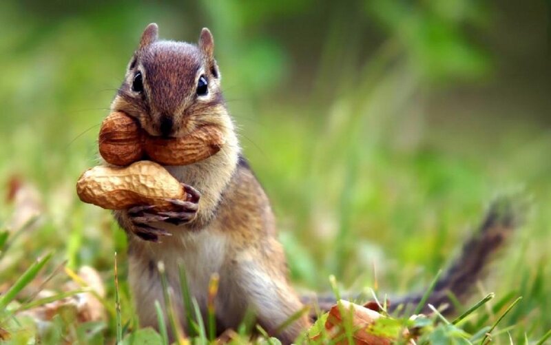 Chipmunk Holding Nuts
