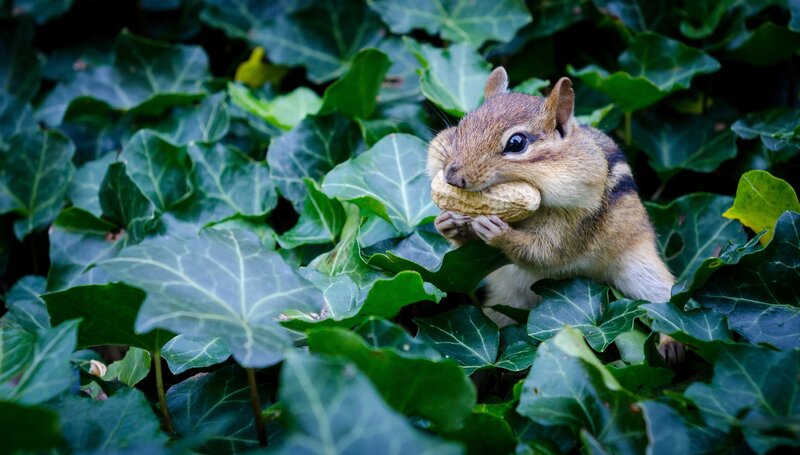 Chipmunk Holding Peanut — Green