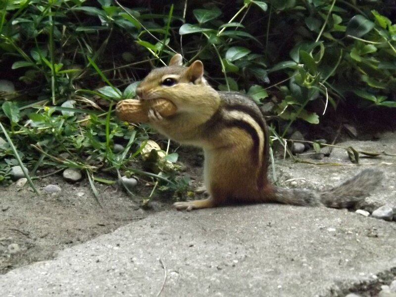 Chipmunk Holding Peanut