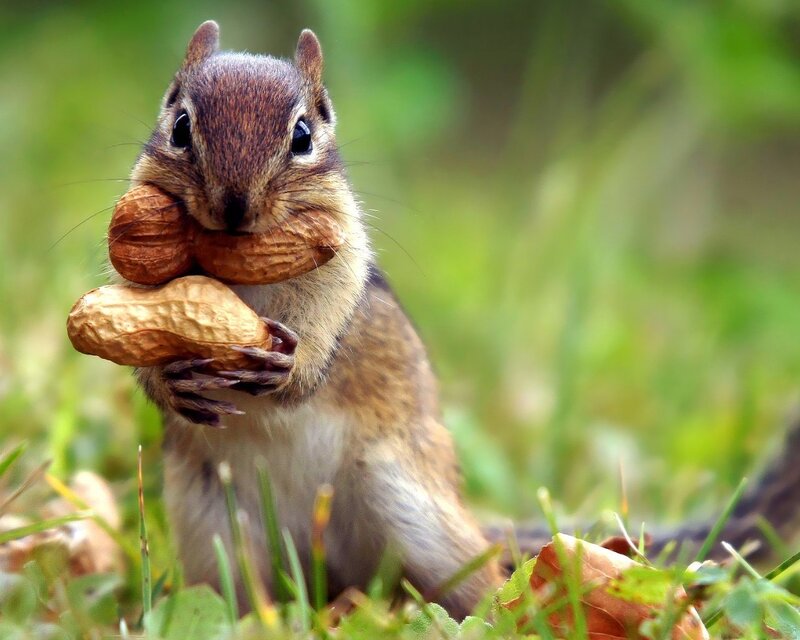 Chipmunk Holding Peanuts — Brown, Calm