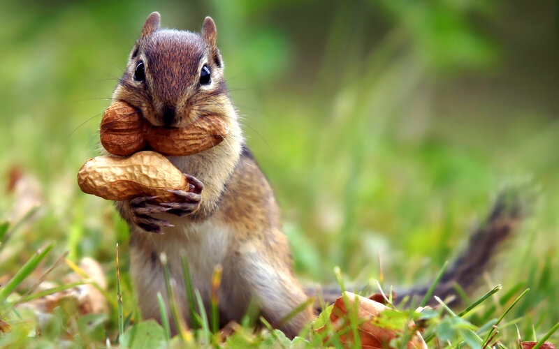 Chipmunk Holding Peanuts — Brown, Natural