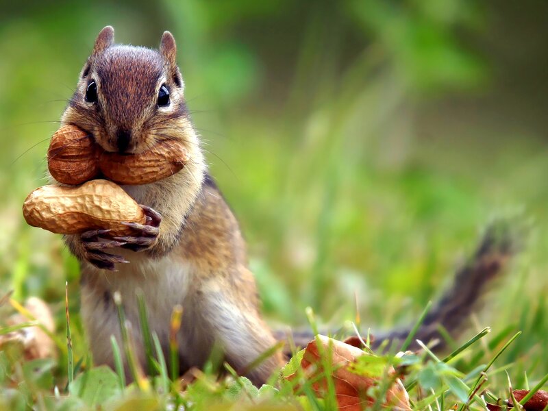 Chipmunk Holding Peanuts — Green, Calm, Afternoon