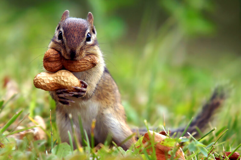 Chipmunk Holding Peanuts — Green, Calm, Morning