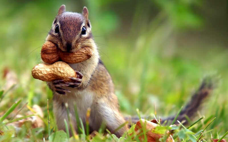 Chipmunk Holding Peanuts — Green, Calm