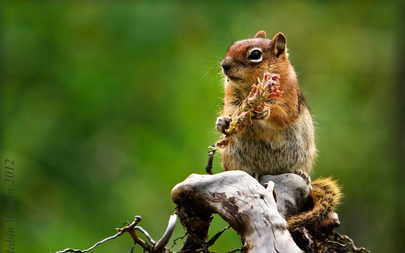 Chipmunk Holding Plant — Brown, Calm